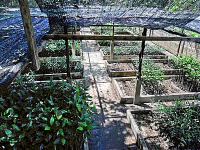 Mangrove Nursery